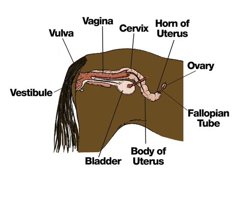 The horses reproductive system